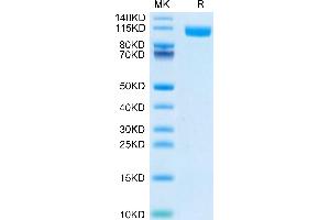 SDS-PAGE (SDS) image for Toll-Like Receptor 3 (TLR3) (AA 23-703) protein (His tag,Biotin) (ABIN7275747)