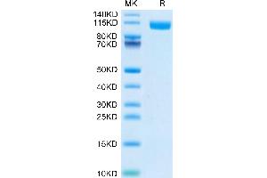 Biotinylated Human TLR3 on Tris-Bis PAGE under reduced condition. (TLR3 Protein (AA 23-703) (His tag,Biotin))