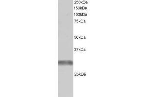 ABIN184987 (1µg/ml) staining of Human Skeletal Muscle lysate (RIPA buffer, 30µg total protein per lane). (TRIM7 antibody  (C-Term))