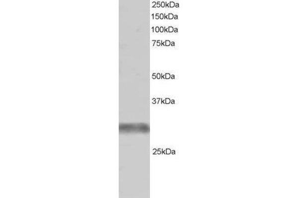 TRIM7 antibody  (C-Term)