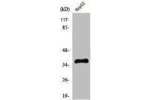 Western Blot analysis of Jurkat cells using Hel-N1 Polyclonal Antibody (ELAVL2 antibody  (N-Term))