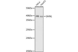 Western blot analysis of extracts of various cell lines, using SMN1 antibody (ABIN7270651) at 1:1000 dilution. (SMN1 antibody)