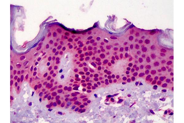 NUP107 antibody  (Internal Region)