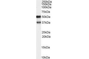 Image no. 1 for anti-Protein Kinase C and Casein Kinase Substrate in Neurons 1 (PACSIN1) (N-Term) antibody (ABIN374145) (PACSIN1 antibody  (N-Term))