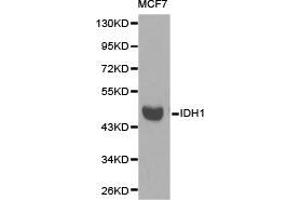 Western Blotting (WB) image for anti-Isocitrate Dehydrogenase 1 (NADP+), Soluble (IDH1) antibody (ABIN1873133) (IDH1 antibody)