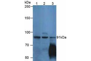 Figure. (P-Cadherin antibody  (AA 371-660))