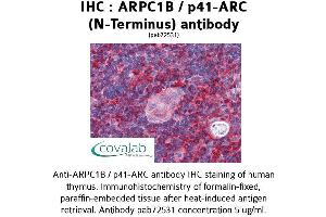 Image no. 1 for anti-Actin Related Protein 2/3 Complex, Subunit 1B, 41kDa (ARPC1B) (N-Term) antibody (ABIN1731962) (ARPC1B antibody  (N-Term))