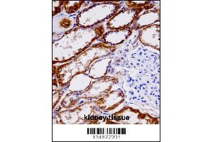 NDUFAB1 immunohistochemistry analysis in formalin fixed and paraffin embedded human kidney tissue followed by peroxidase conjugation of the secondary antibody and DAB staining. (NDUFAB1 antibody  (C-Term))