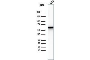 Western Blot Analysis of U87 cell lysate usingNGFR Rabbit Recombinant Monoclonal Antibody (NGFR/2550R). (Recombinant NGFR antibody  (AA 281-421))