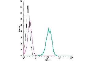 Cell surface detection of GPR142 by indirect flow cytometry in live intact human  monocytic leukemia cell line: + goat-anti-rabbit-FITC. (GPR142 antibody  (Extracellular))