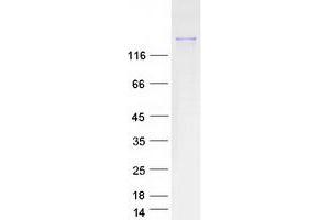 Validation with Western Blot (FYCO1 Protein (Myc-DYKDDDDK Tag))