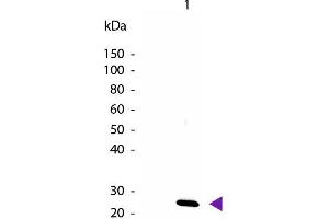 Western Blot of Biotin Conjugated Rabbit anti-IL-27/p28 antibody. (IL-27 antibody  (Biotin))
