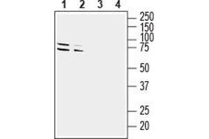 Western blot analysis of mouse (lanes 1 and 3) and rat (lanes 2 and 4) brain lysates: - 1,2. (GPR37 antibody  (Extracellular, N-Term))
