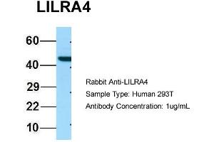 Western Blotting (WB) image for anti-Leukocyte Immunoglobulin-Like Receptor, Subfamily A (With TM Domain), Member 4 (LILRA4) (C-Term) antibody (ABIN2790297)