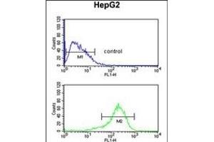 ATLA2 Antibody (Center) (ABIN6242474 and ABIN6579055) flow cytometric analysis of HepG2 cells (bottom histogram) compared to a negative control cell (top histogram). (Atlastin-2 antibody  (AA 297-326))