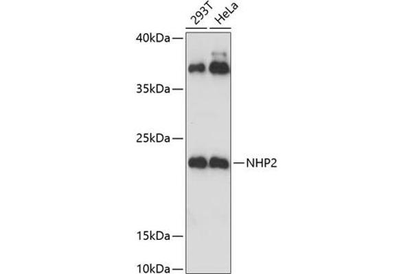 NHP2 antibody  (AA 1-153)