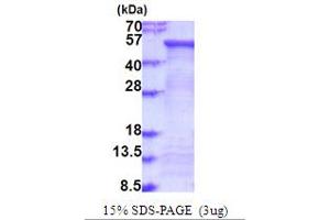 SDS-PAGE (SDS) image for Fucosidase, alpha-L- 2, Plasma (FUCA2) (AA 29-467) protein (His tag) (ABIN5853996)