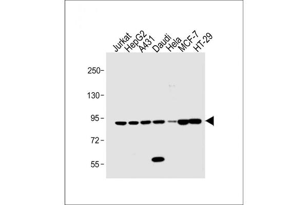 STAT1 anticorps  (C-Term)
