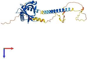 AlphaFold protein structure predicition of Human Recombinant GULP1 Protein, UniprotID Q9UBP9
