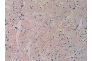 IHC-P analysis of Mouse Stomach Tissue, with DAB staining. (GDF15 antibody  (AA 193-296))