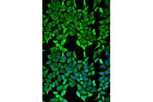 Immunofluorescence analysis of HeLa cells using MOG antibody. (MOG antibody)