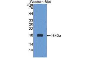 Western Blotting (WB) image for anti-Agouti Related Protein Homolog (Mouse) (AGRP) (AA 34-127) antibody (ABIN1174462)