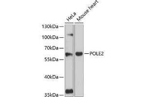 Western blot analysis of extracts of various cell lines, using POLE2 antibody (ABIN6129081, ABIN6145886, ABIN6145887 and ABIN6216616) at 1:3000 dilution. (POLE2 antibody  (AA 1-290))