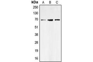 Western blot analysis of GAT1 expression in SHSY5Y (A), NIH3T3 (B), rat brain (C) whole cell lysates.