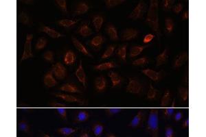 Immunofluorescence analysis of U-2 OS cells using NRP1 Polyclonal Antibody at dilution of 1:100.