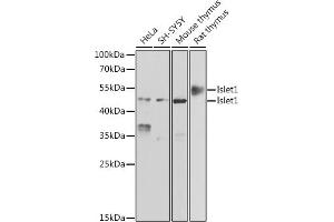 Western blot analysis of extracts of various cell lines, using Islet1 antibody (ABIN6131805, ABIN6142549, ABIN6142550 and ABIN6222006) at 1:500 dilution. (ISL1 antibody  (AA 1-349))