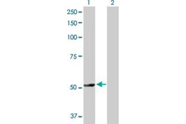 TRAF4 antibody  (AA 1-470)
