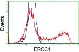 HEK293T cells transfected with either pCMV6-ENTRY ERCC1 (RC200478) (Red) or empty vector control plasmid (Blue) were immunostained with anti-ERCC1 mouse monoclonal (ABIN2453006), and then analyzed by flow cytometry. (ERCC1 antibody)