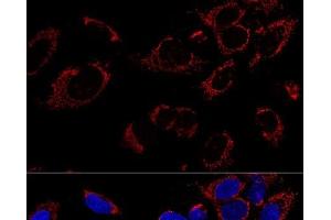 Confocal immunofluorescence analysis of U2OS cells using TUFM Polyclonal Antibody at dilution of 1:100. (TUFM antibody)