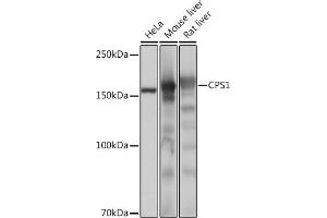 Western blot analysis of extracts of various cell lines, using CPS1 Rabbit mAb (ABIN7266063) at 1:1000 dilution. (CPS1 antibody)