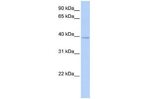 WB Suggested Anti-HOXC10 Antibody Titration:  0. (HOXC10 antibody  (N-Term))
