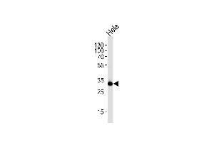 Western blot analysis of lysate from HeLa cell line, using RPS6 Antibody (Ser240/244) (ABIN654233 and ABIN2844066). (RPS6 antibody  (Ser240, Ser244))