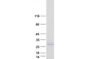 Validation with Western Blot (CBLN3 Protein (Myc-DYKDDDDK Tag))