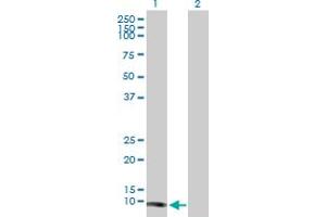 Western Blot analysis of TCL1A expression in transfected 293T cell line by TCL1A MaxPab polyclonal antibody. (TCL1A antibody  (AA 1-114))