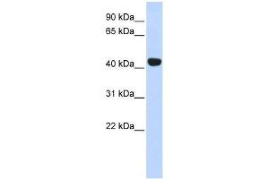 EGLN2 antibody used at 0. (PHD1 antibody  (Middle Region))