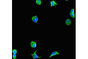 Immunofluorescent analysis of MCF-7 cells using ABIN7152114 at dilution of 1:100 and Alexa Fluor 488-congugated AffiniPure Goat Anti-Rabbit IgG(H+L) (EIF4A3 antibody  (AA 6-166))
