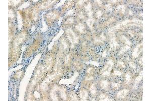 anti-STAM Binding Protein (STAMBP) (C-Term) antibody
