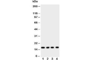 Western blot testing of Myoglobin antibody and rat samples 1: skeletal muscle;  2: heart;  3: liver;  4: intestine tissue lysate. (Myoglobin antibody  (AA 138-154))