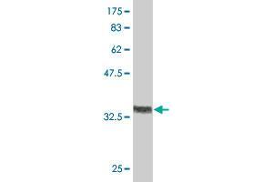 Western Blot detection against Immunogen (36. (RUNX2 antibody  (AA 251-350))