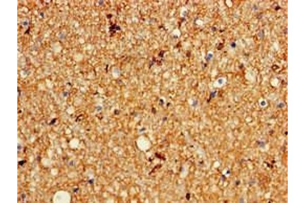 KCNC1 antibody  (AA 1-190)