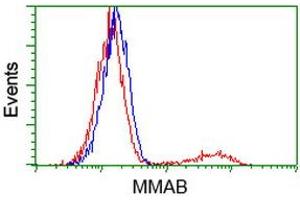 HEK293T cells transfected with either RC204290 overexpress plasmid (Red) or empty vector control plasmid (Blue) were immunostained by anti-MMAB antibody (ABIN2454109), and then analyzed by flow cytometry. (MMAB antibody)