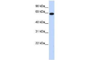 WB Suggested Anti-C1orf2 Antibody Titration:  0. (FAM189B antibody  (N-Term))