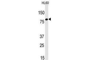 Image no. 1 for anti-Leo1, Paf1/RNA Polymerase II Complex Component, Homolog (S. Cerevisiae) (LEO1) (N-Term) antibody (ABIN357340) (LEO1 antibody  (N-Term))