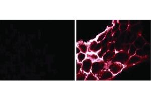 Phosphotyrosine, clone PY69. (Phosphotyrosine antibody)