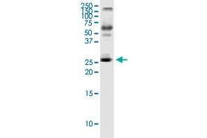 IL23A monoclonal antibody (M01), clone 4C8. (IL23A antibody  (AA 1-189))