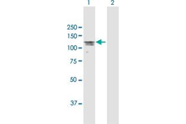 MAP7 antibody  (AA 1-749)